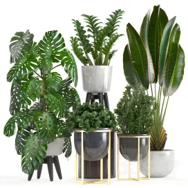 Collection of plants